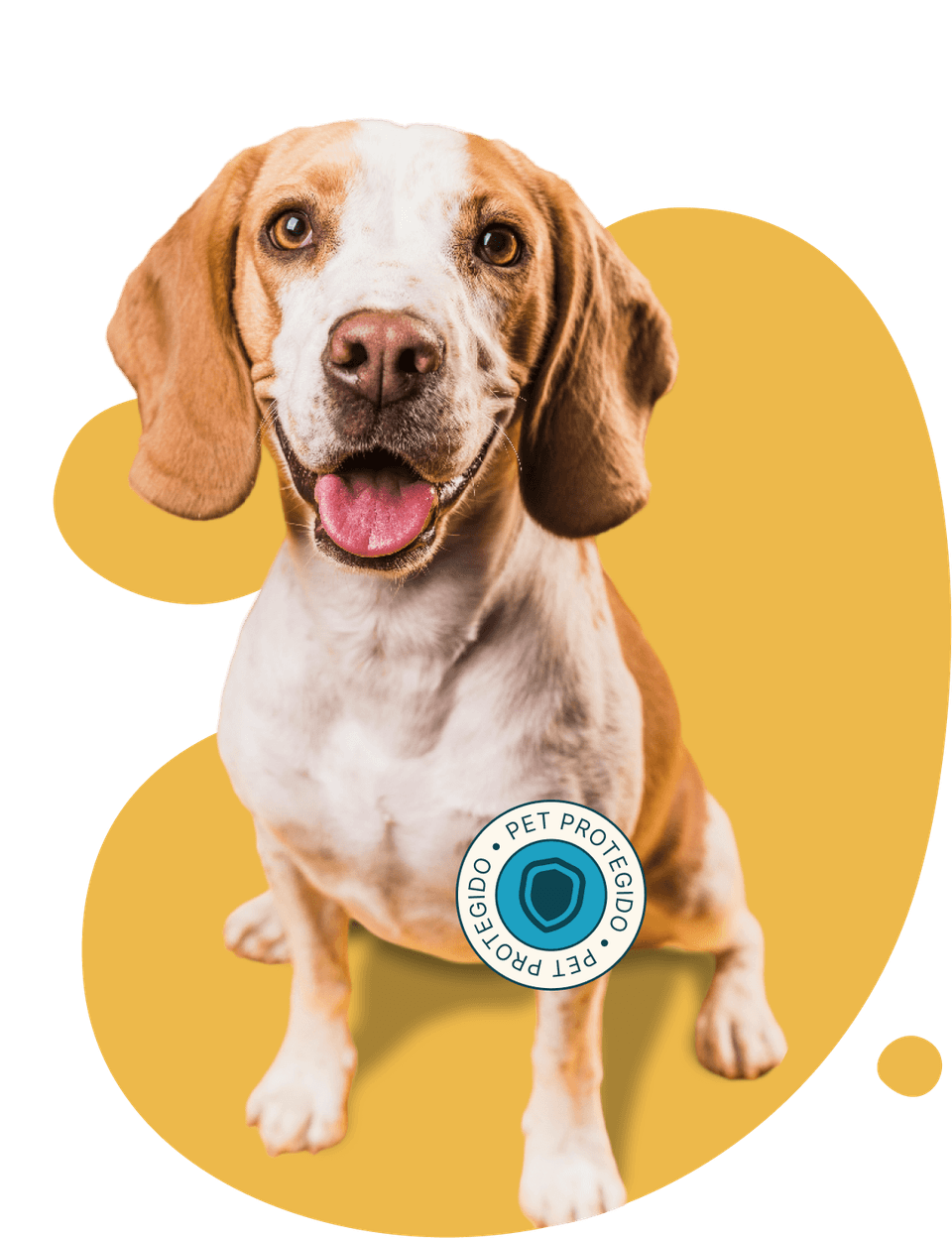 Beagle sorrindo com o selo Pet Protegido Plamev